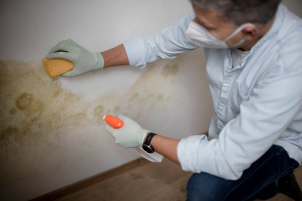 Best Commercial Mold Removal  in Drexel Heights, AZ