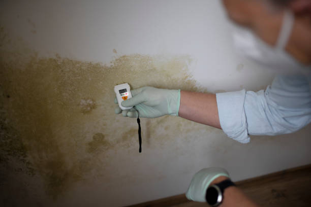 Certified Mold Removal in Drexel Heights, AZ